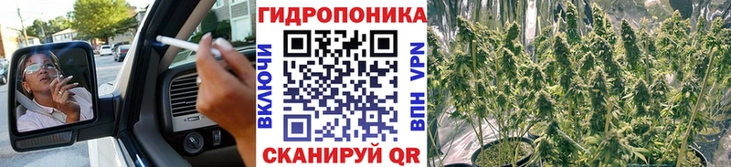 Конопля сатива  Валдай 